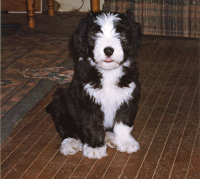 Bailie at 7 weeks old sitting pround in the family room